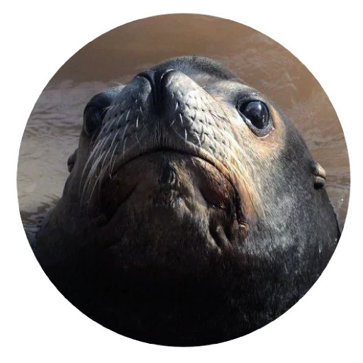 Sticker pinnipedia - 1