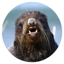 Sticker Ластоногие - 5