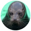 Sticker Ластоногие - 4