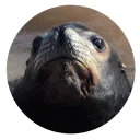 Sticker Ластоногие - 0