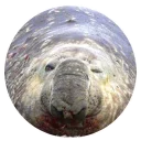 Sticker Ластоногие - 9