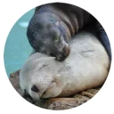 Sticker Ластоногие - 7