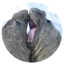 Sticker Ластоногие - 10