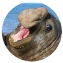 Sticker Ластоногие - 3