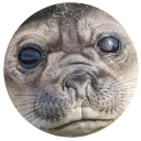 Sticker Ластоногие - 2