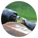 Sticker Ластоногие - 11