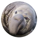 Sticker Ластоногие - 1