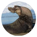 Sticker Ластоногие - 6