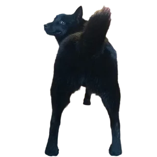 Sticker PIPERKE - 10