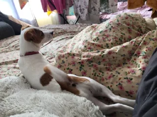 Sticker пипися - 2