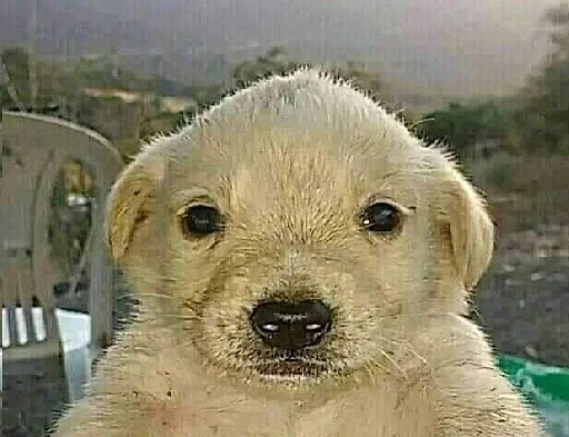 Sticker pipiska_228 - 1