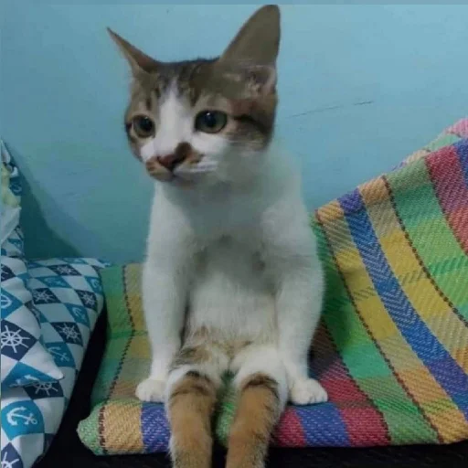 Стикер pipiska_228 - 1