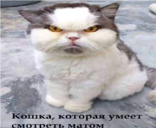 Sticker пиздец - 4