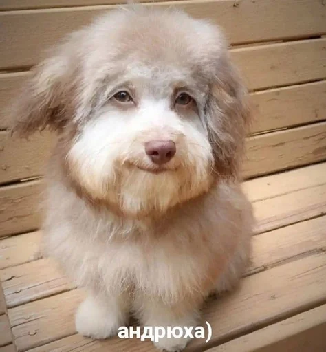 Sticker pipiskastik_by_fStikBot - 1