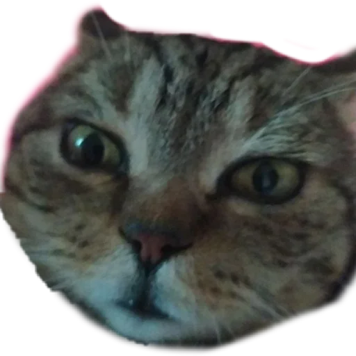 Стикер любимый - 2