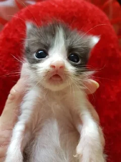 Стикер бля - 6