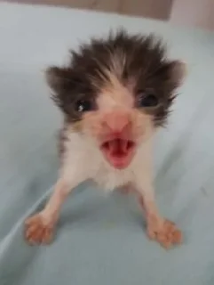 Стикер бля - 4