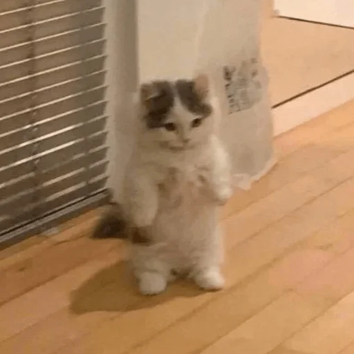 indoor small to medium-sized cats felidae