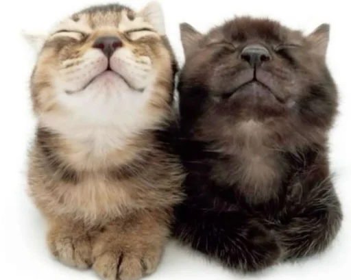 писька отвалиська😍 @TgEmodziBot - 