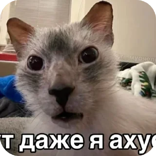 Sticker писька отвалиська😍 @TgEmodziBot - 4