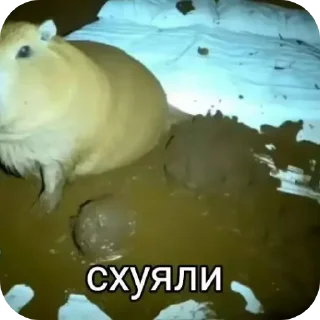 Sticker писька отвалиська😍 @TgEmodziBot - 2