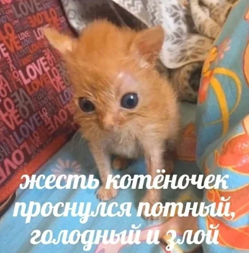 Стикер писька рыбы :: @fStikBot - 10