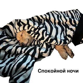 Sticker Shrekisskidu - 5