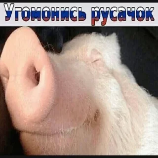 Sticker Боевые картиночки @piskoebys2 - 10