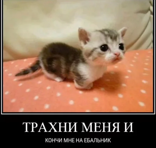 Стикер матка курва - 8