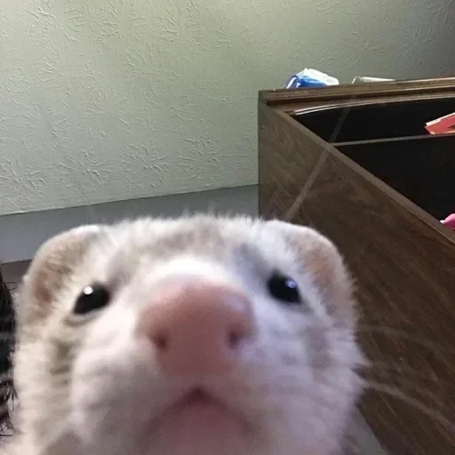 mammal animal polecat