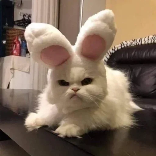 mammal indoor animal