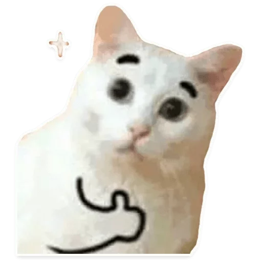 small to medium-sized cats domestic cat cat