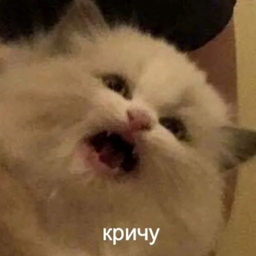 Sticker че за хуйня - 6