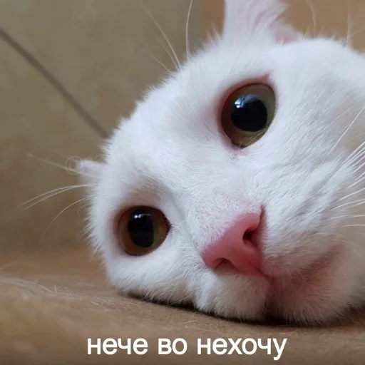 Sticker че за хуйня - 4