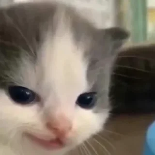 Sticker рина🍊 - 11