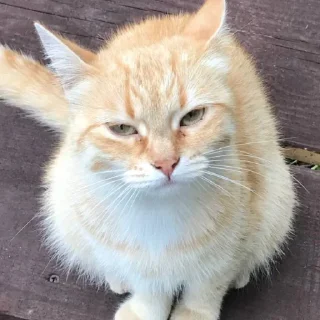 Sticker рина🍊 - 10