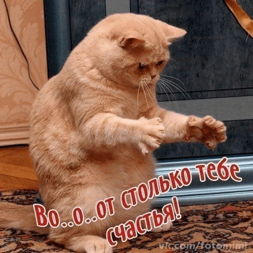 animal mammal small to medium-sized cats