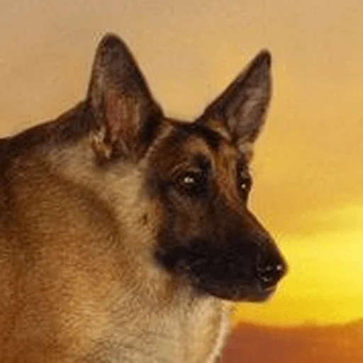 mammal animal dog breed