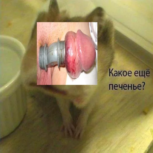 animal mammal monkey