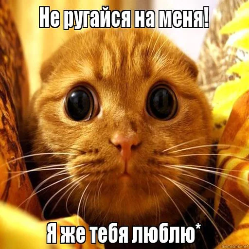 млекопитающее животное кошка