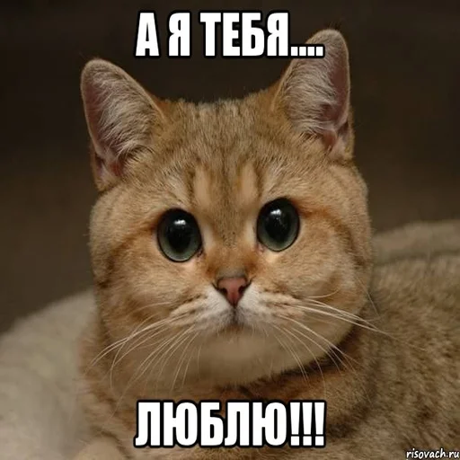 животное млекопитающее кошка