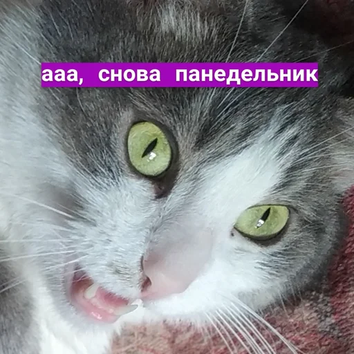 кошка млекопитающее животное