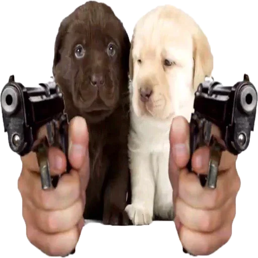 щенок оружие порода собак