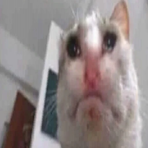 mammal animal domestic cat