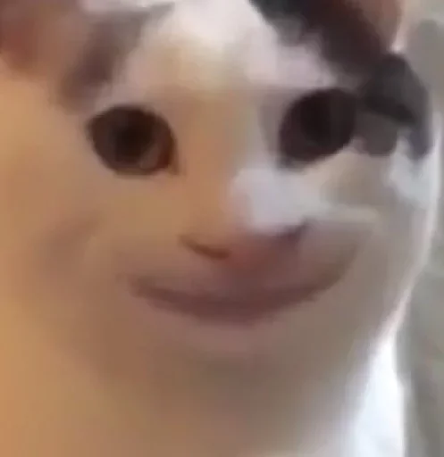 cat small to medium-sized cats domestic cat