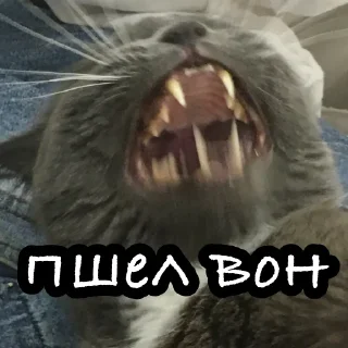 Стикер свэг - 8