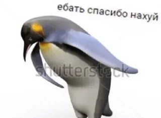 animal aquatic bird penguin