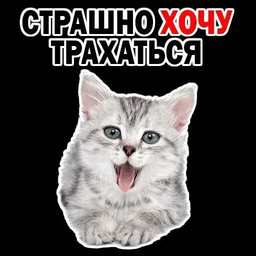 животное млекопитающее кошка