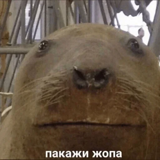 животное млекопитающее морские млекопитающие