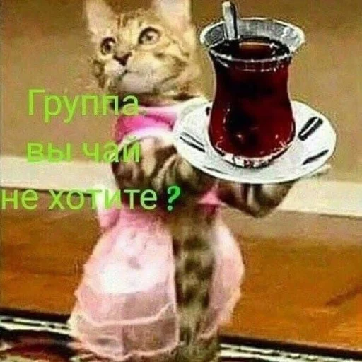 безалкогольный напиток кошки малого и среднего размера кошачьи